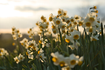 夕日に照らされたすいせんの花