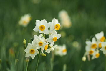冬に咲くすいせんの花