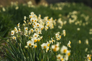 一面に咲くすいせんの花