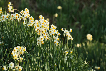 一面の水仙の花