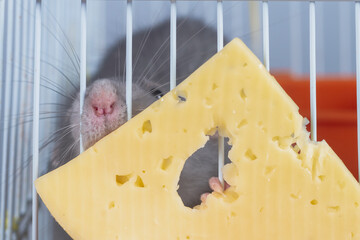 The rat tries to get and bite off a piece of cheese through the bars of the cage