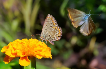 Butterflies and insects sit on flowers