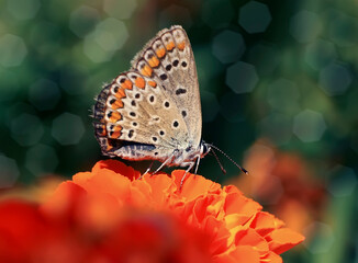 Butterflies and insects sit on flowers