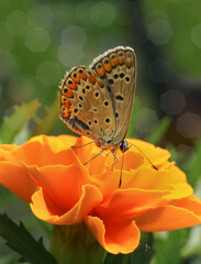 Butterflies and insects sit on flowers