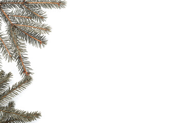 Spruce twigs, empty space for text on a white background. Top view, flat lay.