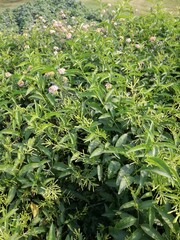 green plantation