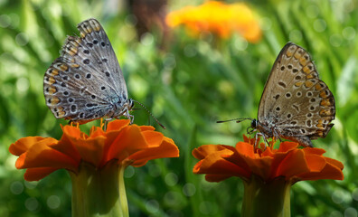 Butterflies and insects sit on flowers