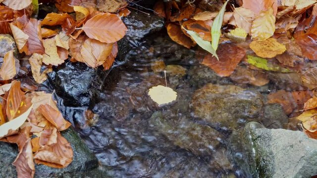 Autumn leaf circulates in the pool formed in a mountain river. Beautiful picture of the wildlife of Vitosha, Bulgaria. 
