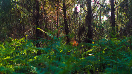 Feuilles de fougères d'un vert éclatant, mises en valeur par une lumière mordorée, dans la forêt des Landes de Gascogne