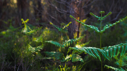 Feuilles de fougères d'un vert éclatant, mises en valeur par une lumière mordorée, dans la...