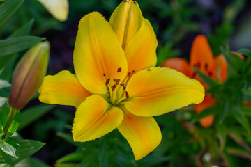 Fototapeta na wymiar Blooming yellow lily in a summer sunset light macro photography. Garden lillies with bright orange petals in summertime, close-up photography. Large flowers in sunny day floral background.