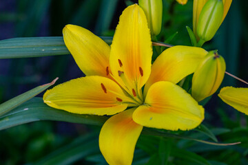 Blooming yellow lily in a summer sunset light macro photography. Garden lillies with bright orange petals in summertime, close-up photography. Large flowers in sunny day floral background.