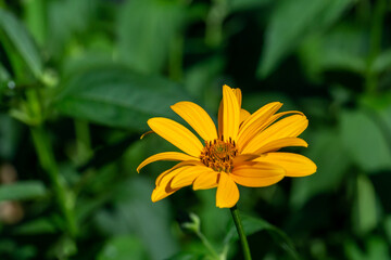 Blooming false sunflower on a green background on a summer sunny day macro photography. Garden rough oxeye flower with yellow petals in summertime, close-up photo. Yellow daisy floral background.	