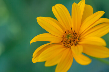 Blooming false sunflower on a green background on a summer sunny day macro photography. Garden rough oxeye flower with yellow petals in summertime, close-up photo. Yellow daisy floral background.	