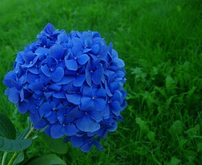 Obraz premium blue hortenzija flower