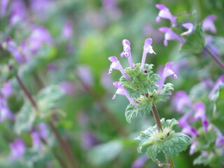 小さなピンク色の花　ホトケノザ　　
