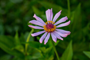 Blossom pink zinnia flower on a green background on a summer day macro photography. Blooming zinnia with purple petals close-up photo in summertime. 