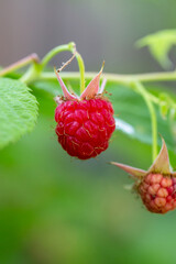 Red raspberry on a summer sunny day macro photography. Ripe red berry of garden raspberry closeup photo in summertime.