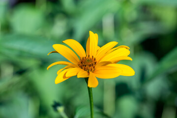 Blooming false sunflower on a green background on a summer sunny day macro photography. Garden rough oxeye flower with yellow petals in summertime, close-up photo. Yellow daisy floral background.	