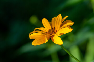 Blooming false sunflower on a green background on a summer sunny day macro photography. Garden rough oxeye flower with yellow petals in summertime, close-up photo. Yellow daisy floral background.	