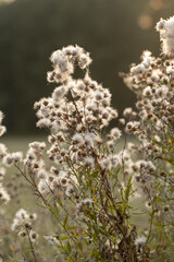 Dried flowers in the forest at sunset. Autumn background.