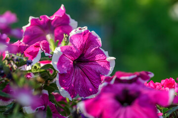 Bright pink petunia flower on a green background on a sunny day macro photography. Blooming garden flower with purple petals in summertime close-up photography.