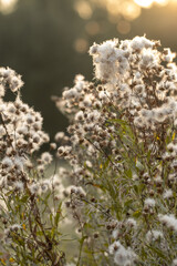 Dried flowers in the forest at sunset. Autumn background.