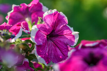 Bright pink petunia flower on a green background on a sunny day macro photography. Blooming garden flower with purple petals in summertime close-up photography.
