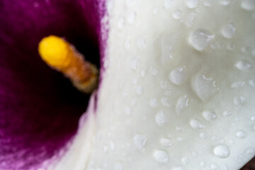 Water Drops on Edge of Flower