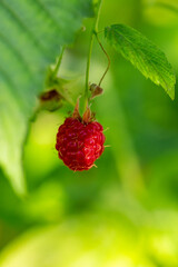 Red raspberry on a summer sunny day macro photography. Ripe red berry of garden raspberry closeup photo in summertime.