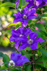 Blooming purple clematis flower on a green background in summertime macro photography. Traveller's joy garden flower with lilac petals closeup photo on a sunny summer day.