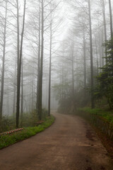 A path in the fog in spring forests in Mogan mountains