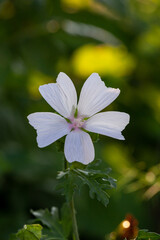 Blossom white musk mallow flower on a summer sunny day macro photography. Garden Malva moschata with white petals in the summer close-up photo. Musk-mallow flower on a green background.