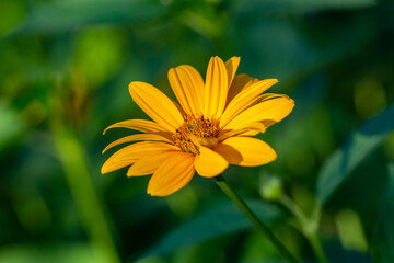 Blossom false sunflower on a green background on a summer sunny day macro photography. Garden rough oxeye flower with yellow petals in summertime, close-up photo. Yellow daisy floral background.