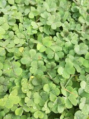 clover in the pond