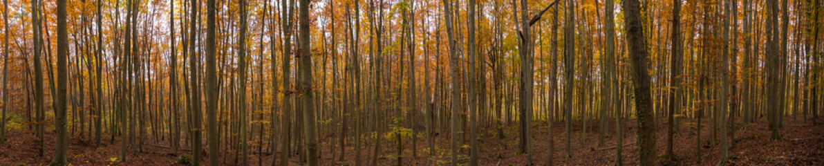 Vue panoramique d'une forêt en automne. Les feuilles sont orange et jaunes. Impression de tristesse et de mélancolie.