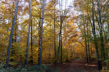 Im Wald, der Natur, zur Freude am Farben, Pflanzen, Bäumen und Jahreszeiten.
In the forest, in nature, to enjoy colors, plants, trees and the seasons