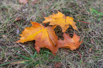 trzy kolorowe jesienne liście na zwiędniętej trawie
