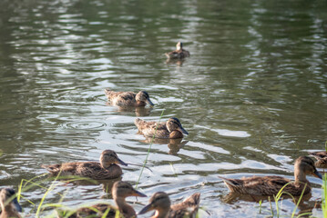 mother duck swims with her children on the lake