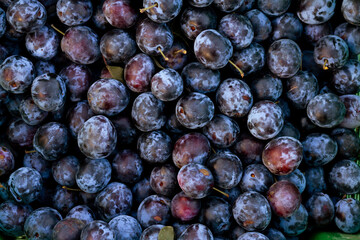 Blue plum background. Fruit background for healthy eating,gardening,harvest, market concept. 