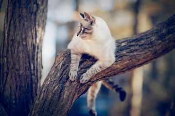 Thai cat climbs a tree. Portrait of a Thai cat in nature.