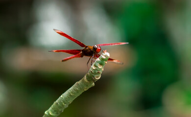 dragonfly on a branch