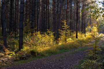 Im Wald, der Natur, zur Freude am Farben, Pflanzen, Bäumen und Jahreszeiten.
In the forest, in nature, to enjoy colors, plants, trees and the seasons