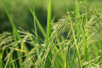 The ears of rice are almost ripe and beautiful with natural light, in a green rice field in country side Thailand
