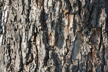 Tree bark close-up. The texture of the wood is gray.

