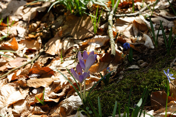Im Wald, der Natur, zur Freude am Farben, Pflanzen, Bäumen und Jahreszeiten.
In the forest, in nature, to enjoy colors, plants, trees and the seasons