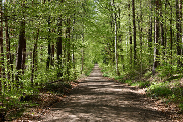 Obraz premium Im Wald, der Natur, zur Freude am Farben, Pflanzen, Bäumen und Jahreszeiten. In the forest, in nature, to enjoy colors, plants, trees and the seasons