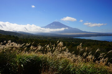 Autumn view with Japanese Pampas Grass or Susuk over Mt. Fuji in Yamanashi, Japan - 日本 山梨県 秋の景色 富士山 山中湖