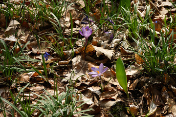 Im Wald, der Natur, zur Freude am Farben, Pflanzen, Bäumen und Jahreszeiten.
In the forest, in nature, to enjoy colors, plants, trees and the seasons