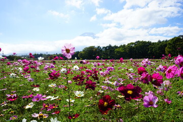 beautiful pink cosmos flower in Autumn - ピンク色のコスモス
